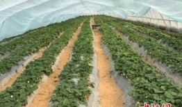 吃瓜群爆料大棚视频大全,吃瓜群爆料视频大全背后的秘密